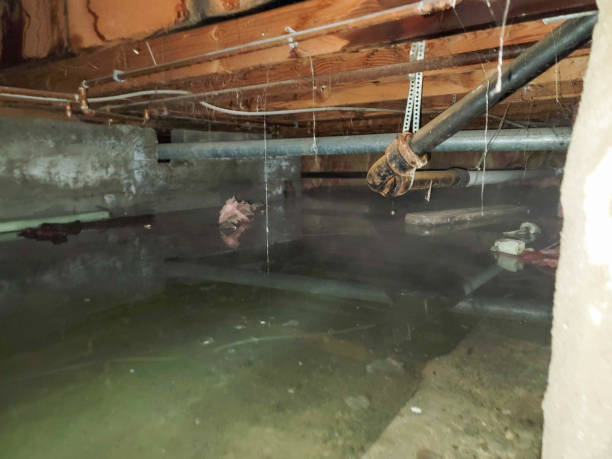 Best Professional water damage repair  in Bloomfield, NY
